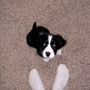 Meet your Posher, David